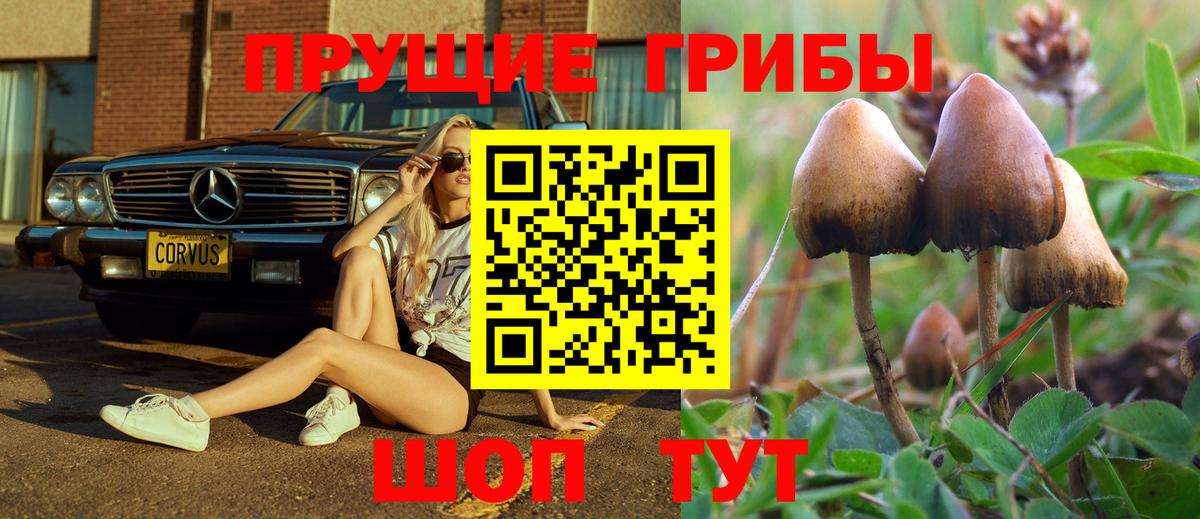 Галлюциногенные грибы Psilocybine cubensis Набережные Челны